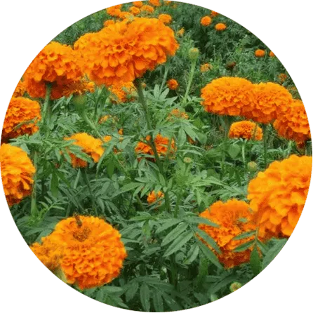 Visium Max lutein zeaxanthin ingredient