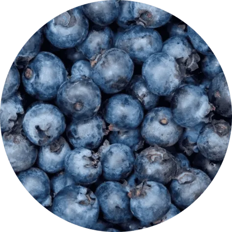 Visium Max blueberry extract ingredient